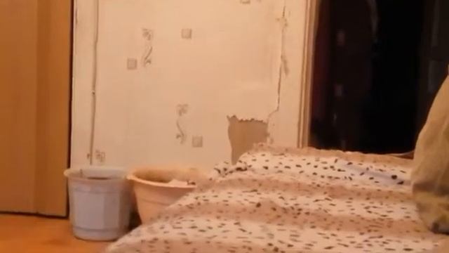В кота вселился дьявол.