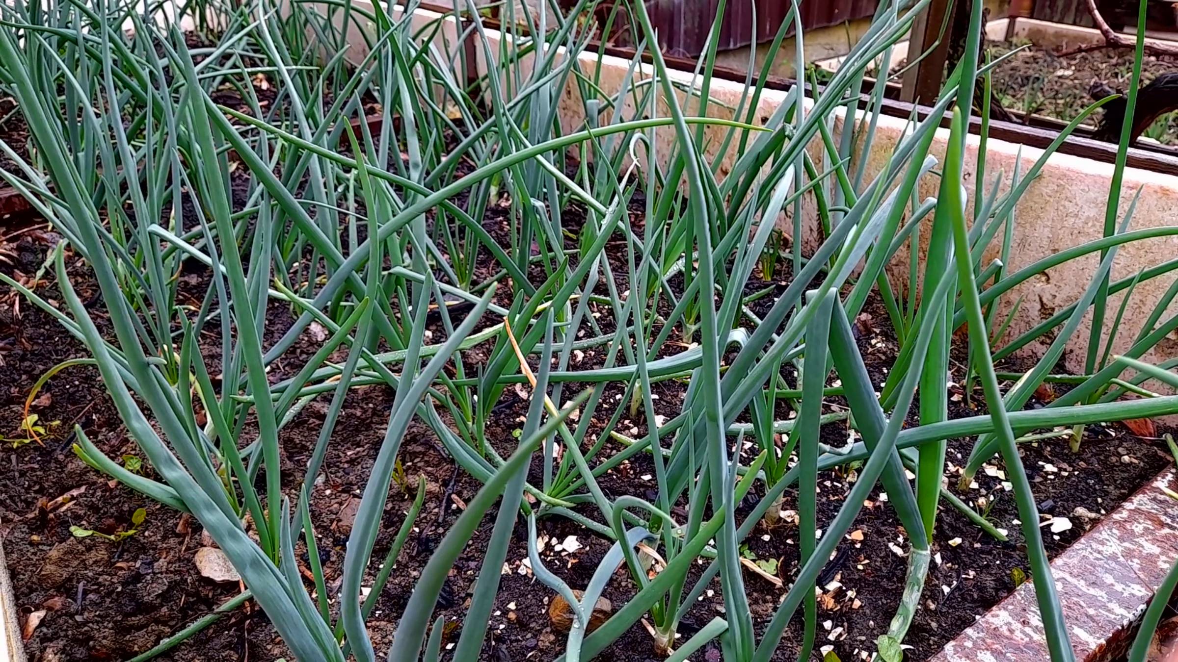 Луковая муха - Эффективные способы борьбы с луковой мухой