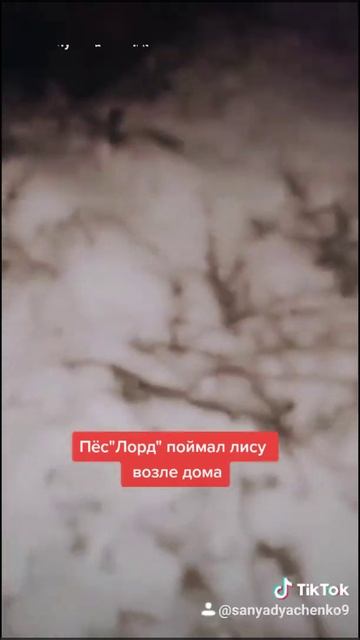 Пёс загрыз лису возле дома