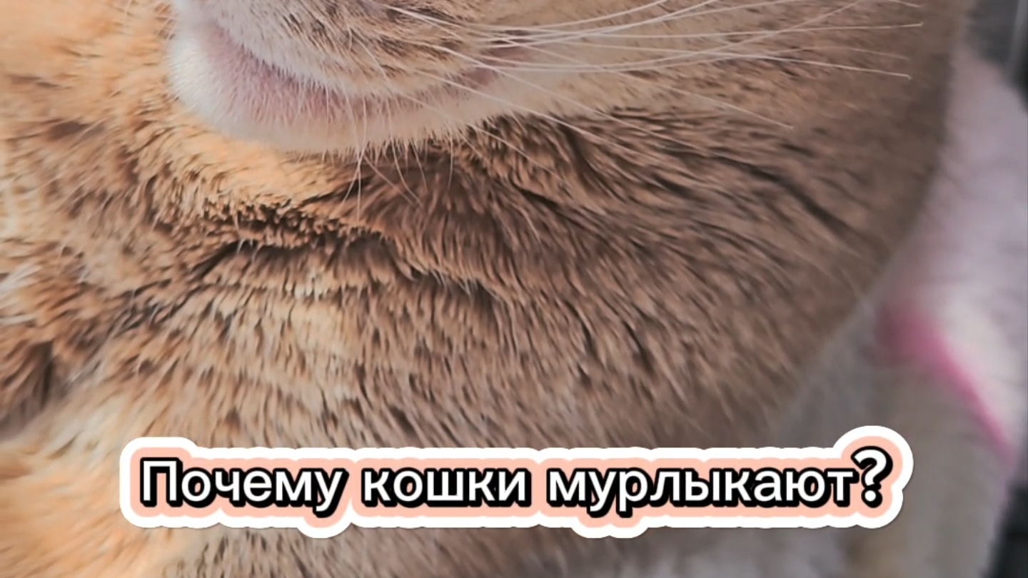 Почему кошки мурлыкают? #cat #кот