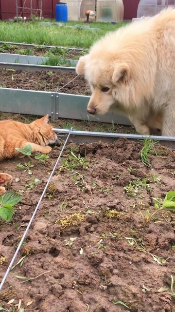 Кот Альфушка клубничный 🍓 Альфик 😻