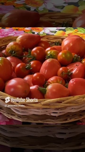 #дача#свои помидорки #🍅.mp4