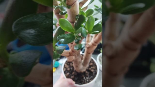2 месяца после кардинальной обрезки крассулы