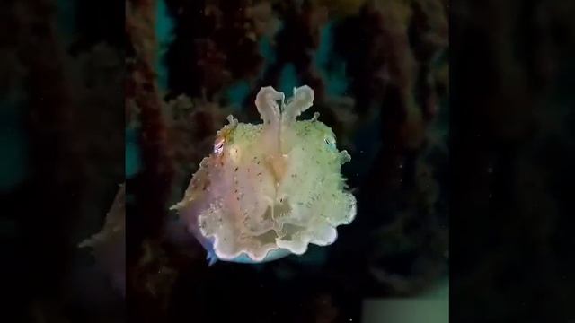 Каракатица маскируется