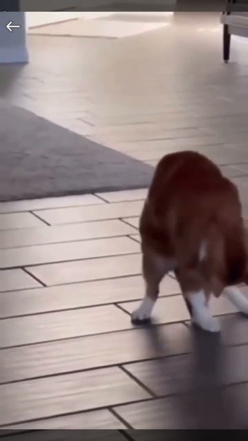 Хвостик - весьма интересная часть тела 🐈😉❤️