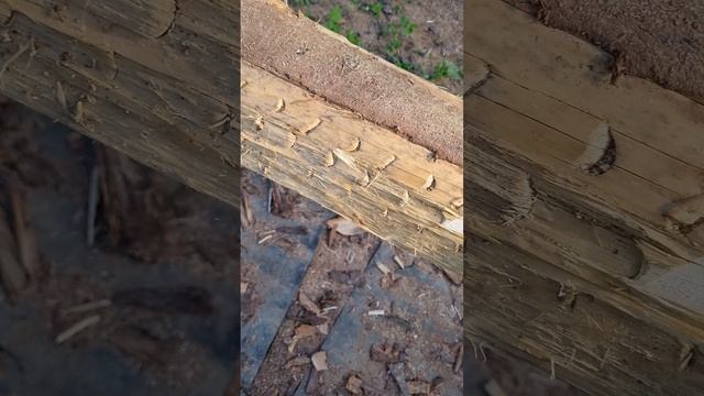 снатие коры с помощью фибрового круга.