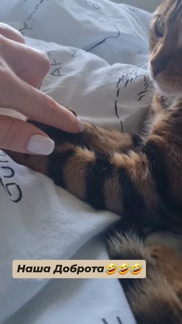 Бенгальская кошка Леопарда