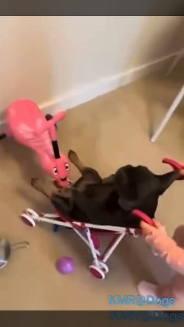 У этого ребенка есть всё😎 И ответственная мама тоже😂 ( видео про собак )