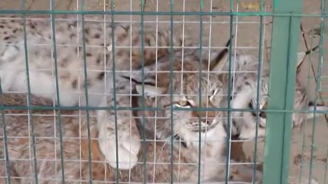 Сезонная любовь)