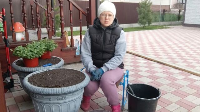 Посадка петунии Тайдал в вазон на 80 литров.