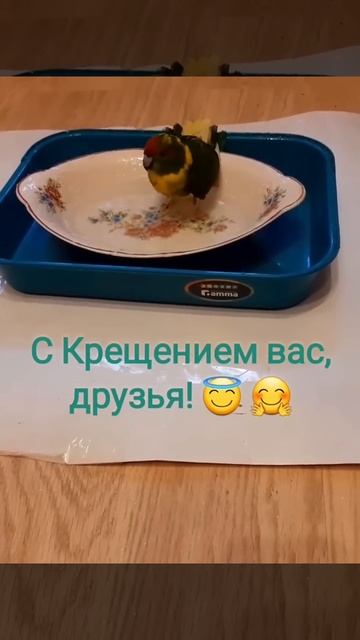 Гринька обожает купаться #егорвасильев #какарик #крещение #попугай