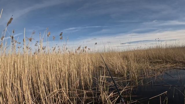 Дикие поклевки карася в камыше на кивковую летнюю удочку, червь + тесто со вкусом ванили