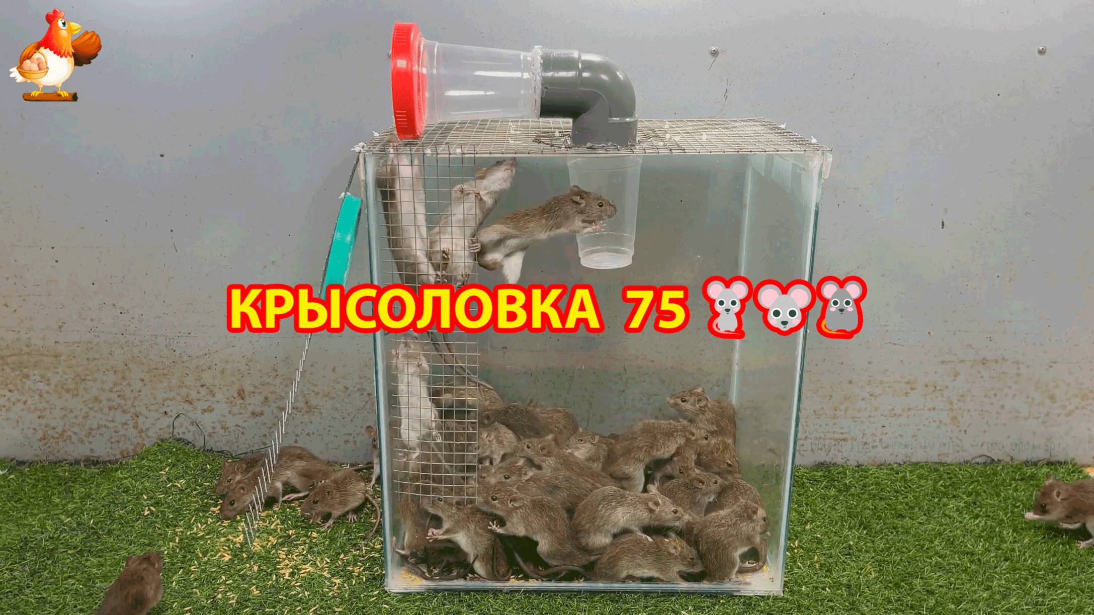 Крысоловка вариант (75) 🐀 Как сделать крысоловку своими руками и поймать кучу крыс 🐀🐁🐀