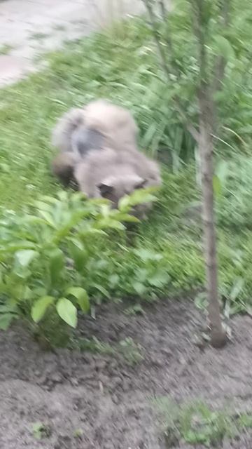 Дымок поймал мышку.