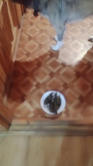 VID-20250515-WA0005.mp4