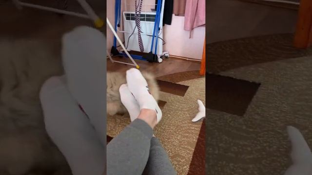 Ирис играет и рычит