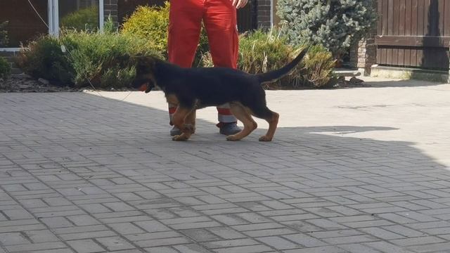 Продам щенка немецкой овчарки