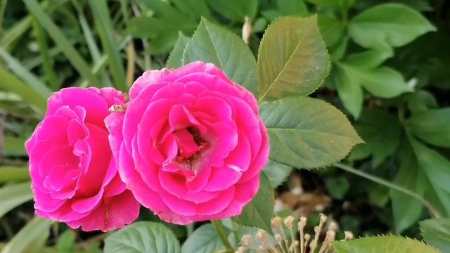Мамины розы часть вторая. укороченная. тихая, медленная, спокойная