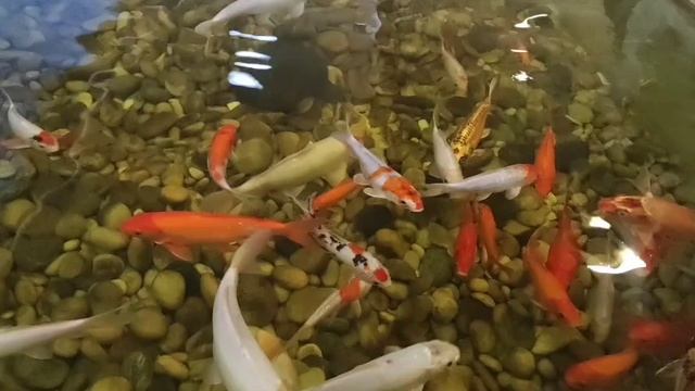 Деревенский дневник. "Коровы уже не нужны"
