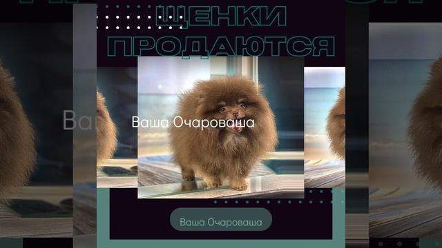 Шпиц Инга