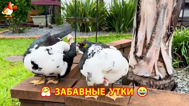 Забавные утки мускусные и пекинские на свободном выгуле ч.(18) ❣️🤗😂