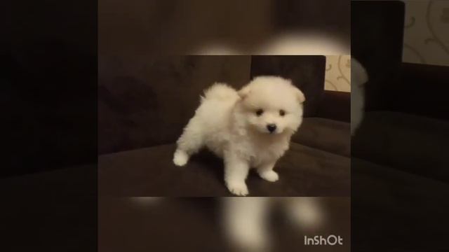 Мальчик белый шпиц