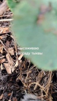 Посадить нестандартно тыкву.