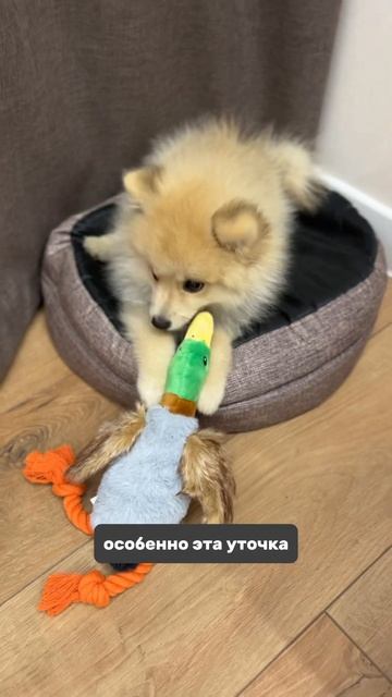 Популярная уточка на вб - 140443332 😍 #немецкийшпиц #pomeranian #rek #рекомендации #puppy #шпиц