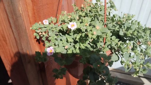 15.05.25 Первый пошёл 🌸