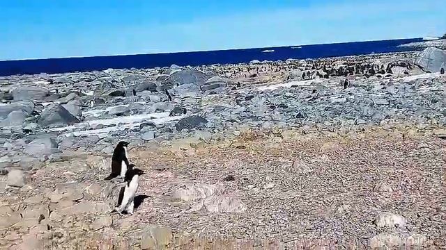 Пингвины Антарктиды Жизнь под ледяным небом