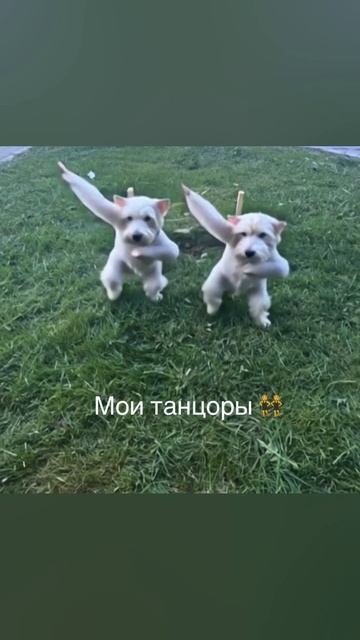 👯😂😂😂👯