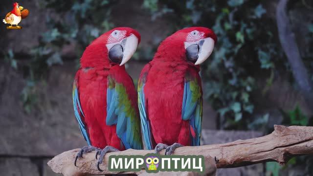 Мир птиц – красота и грация пернатых созданий Природы 🦩🦚🦜 Выпуск (125) 🦉🐦🐤