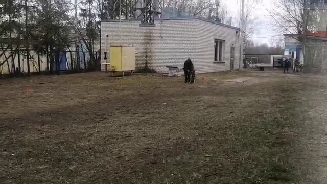 Родгау Грейвхолла. Сдача пожизненного кёрунга.