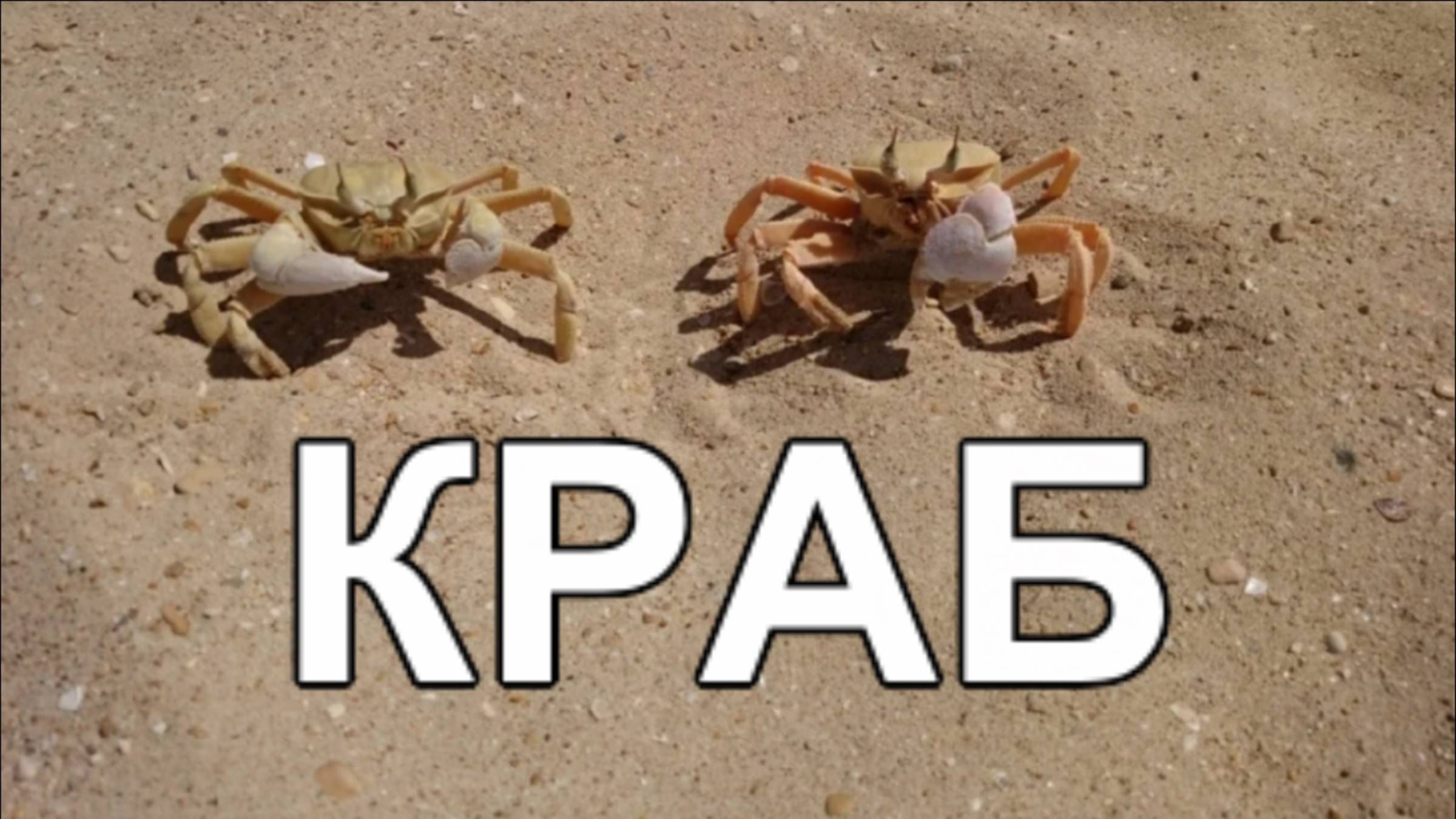 Пляжный краб на Учкуевке