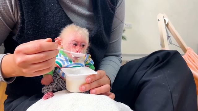 Обезьянка крошка БУКАШКА втихаря сперла себе йогурт из холодильника Залезла в гамак поесть Мама поко