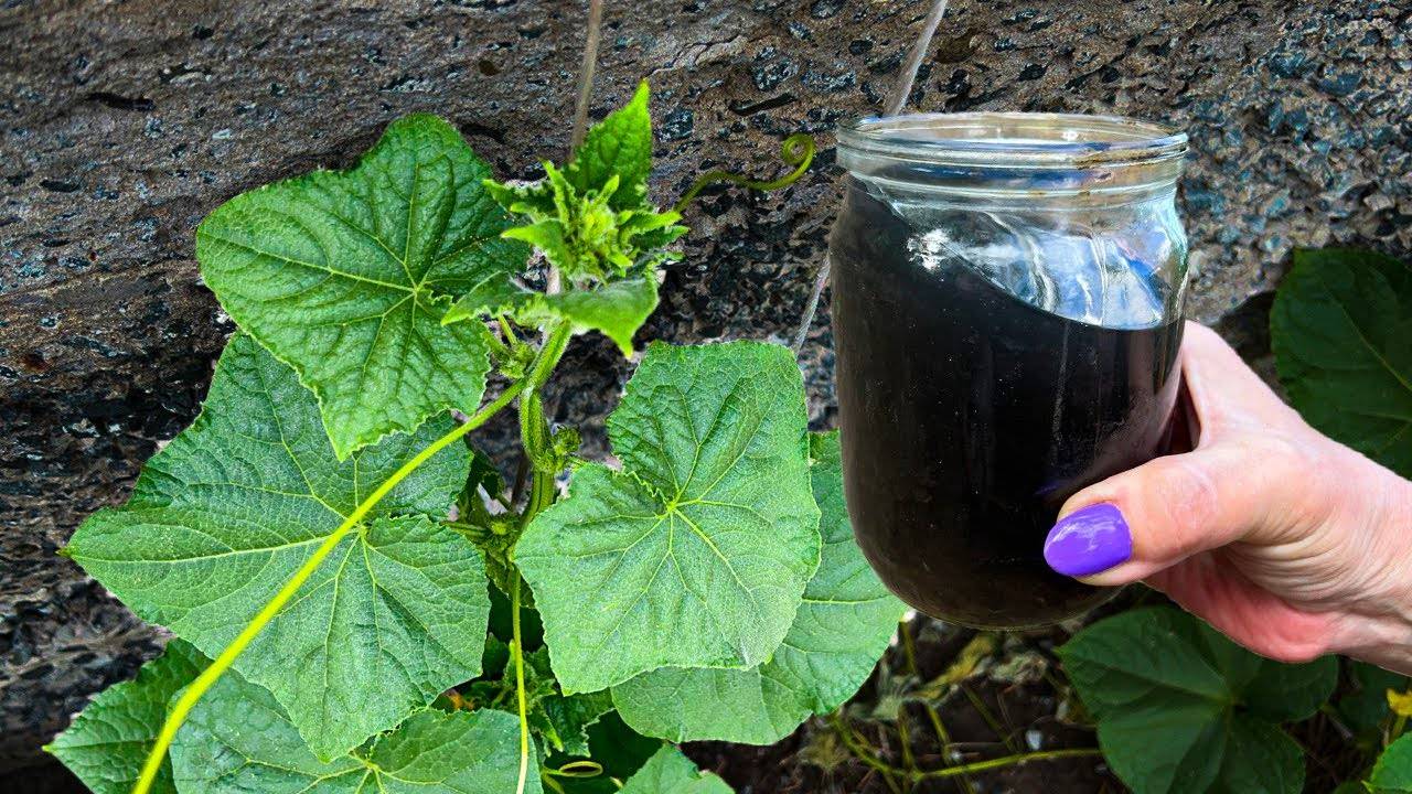 1 Литр под куст Огурцов. ВМИГ попрут в рост, завалят урожаем, плети не желтеют до сентября