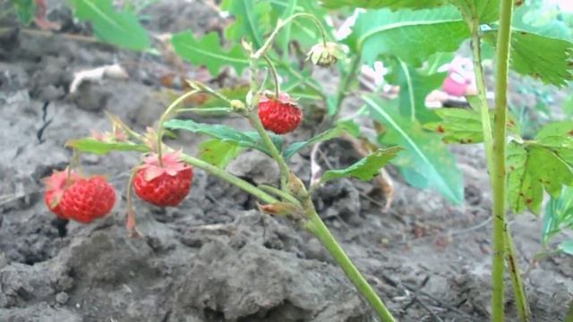 красная клубника