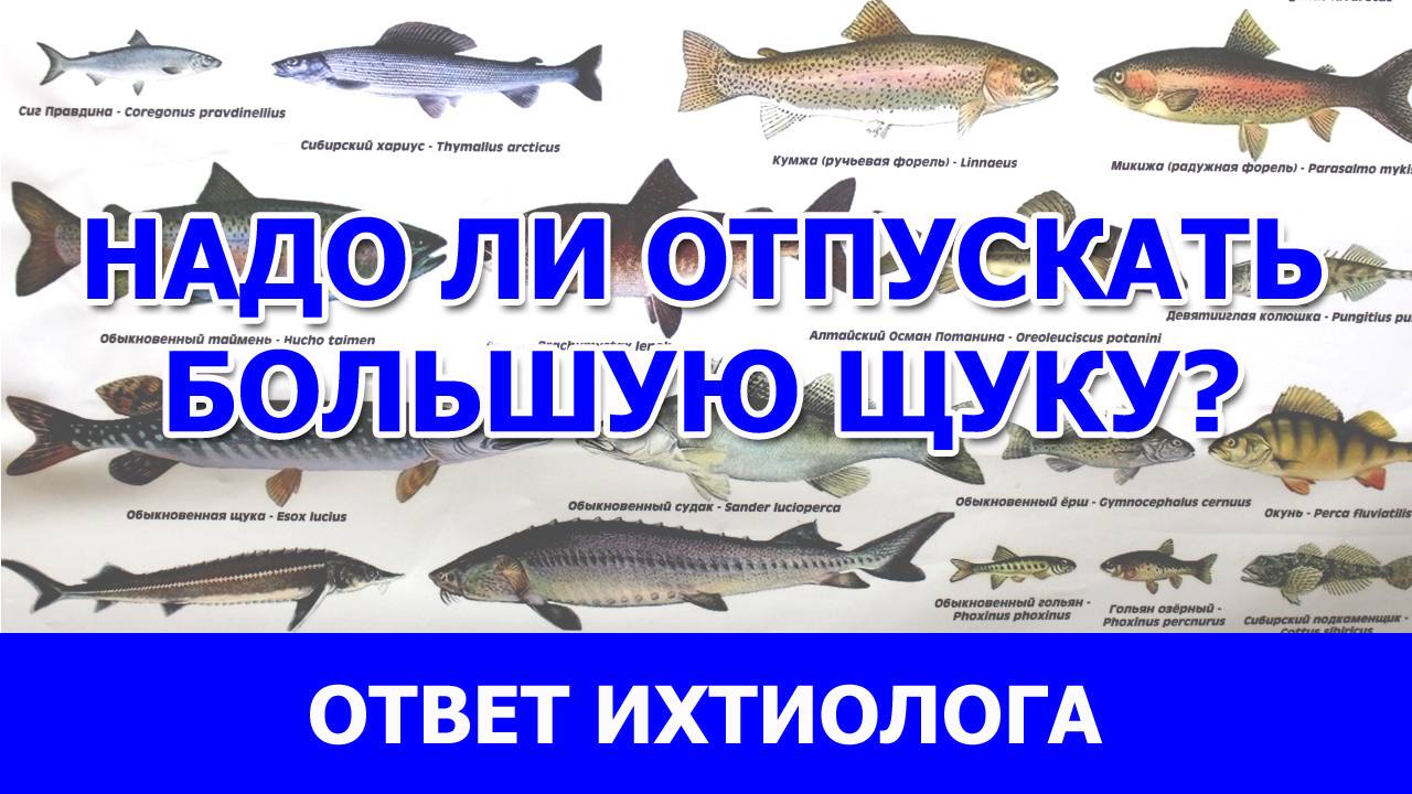Надо ли отпускать большую щуку?? Ответ ихтиолога. фрагмент из видео "Все про щуку"