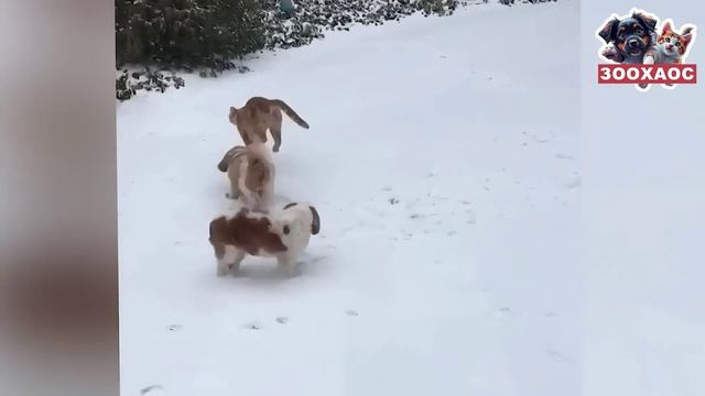«ЗооХаос! Такого вы ещё не видели! Животные в неожиданных ситуациях! 😲🐾»