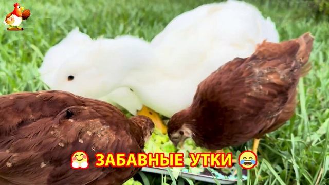 Забавные утки мускусные и пекинские на свободном выгуле ч.(17) ❣️🤗😂