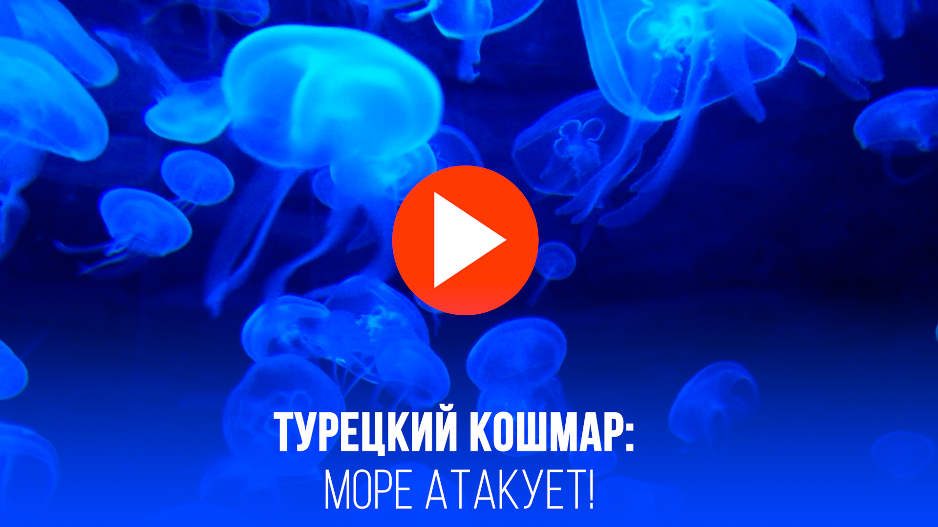 Турецкий кошмар: медузы превратили райские пляжи в пытку для туристов!