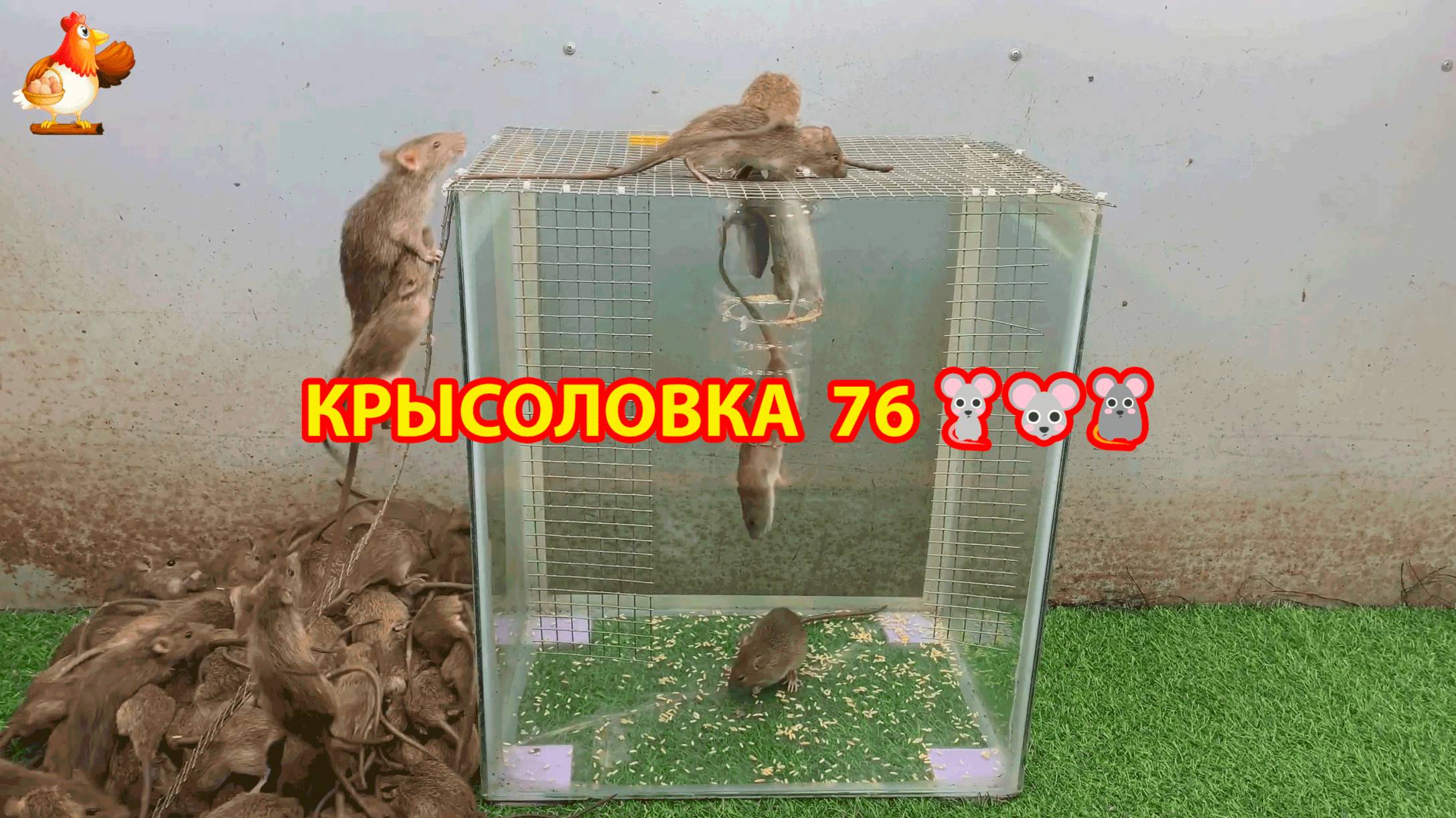Крысоловка вариант (76) 🐀 Как сделать крысоловку своими руками и поймать кучу крыс 🐀🐁🐀