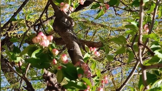 Цветущая  яблоня🌸