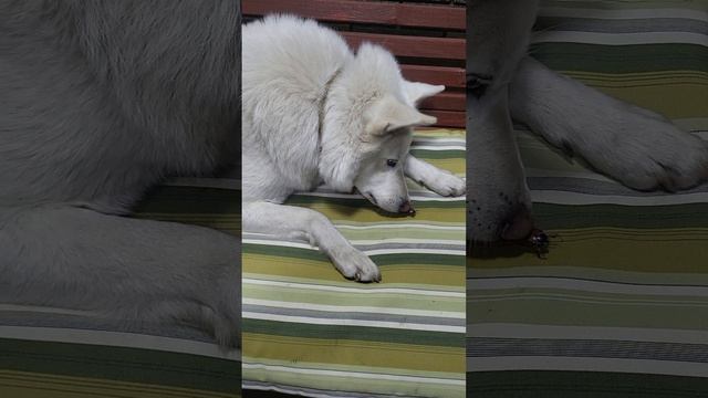 1000066708.mp4