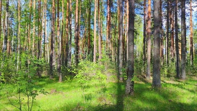 Весна в Сынтульском лесу