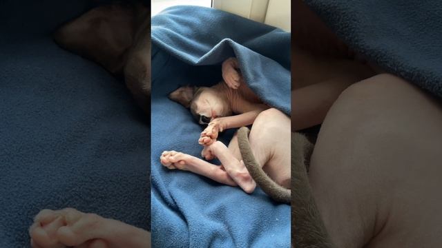 МикиКиса, мамка коза и лысый блог 🐾