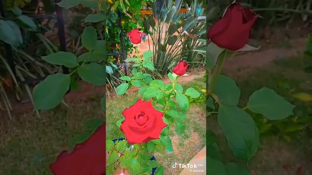 VID-20250516-WA0004
