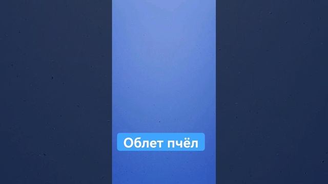 Облет молодых маток. Замедлении 8х.