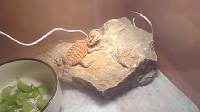 К  нам приехала агама