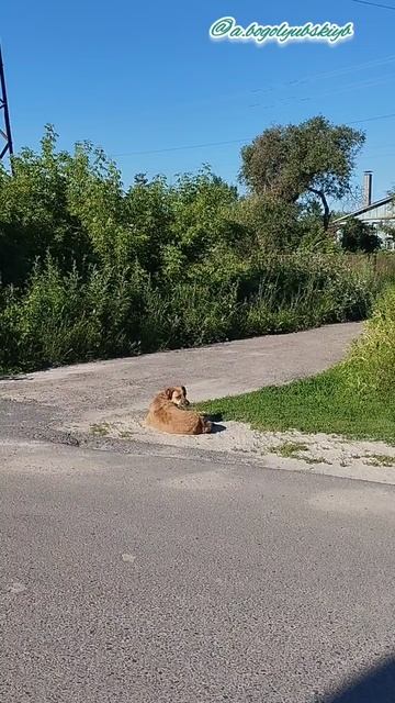 Собакен на остановке